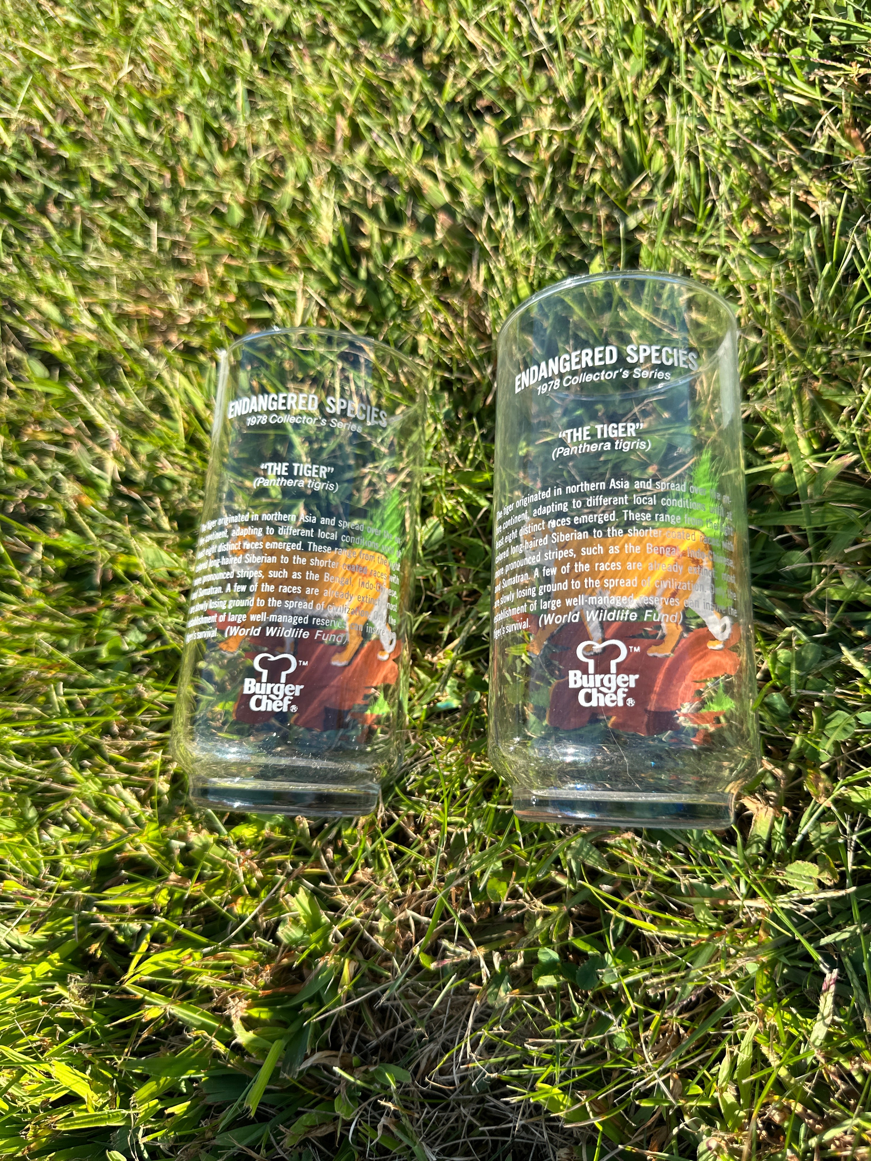 Tiger Jungle Vintage Glasses – Set of 2 Wildlife Tumblers