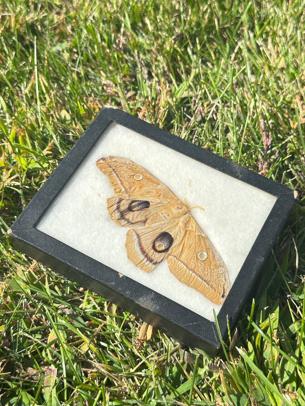 Framed Polyphemus Moth (Antheraea polyphemus) – Natural History / Entomology Display