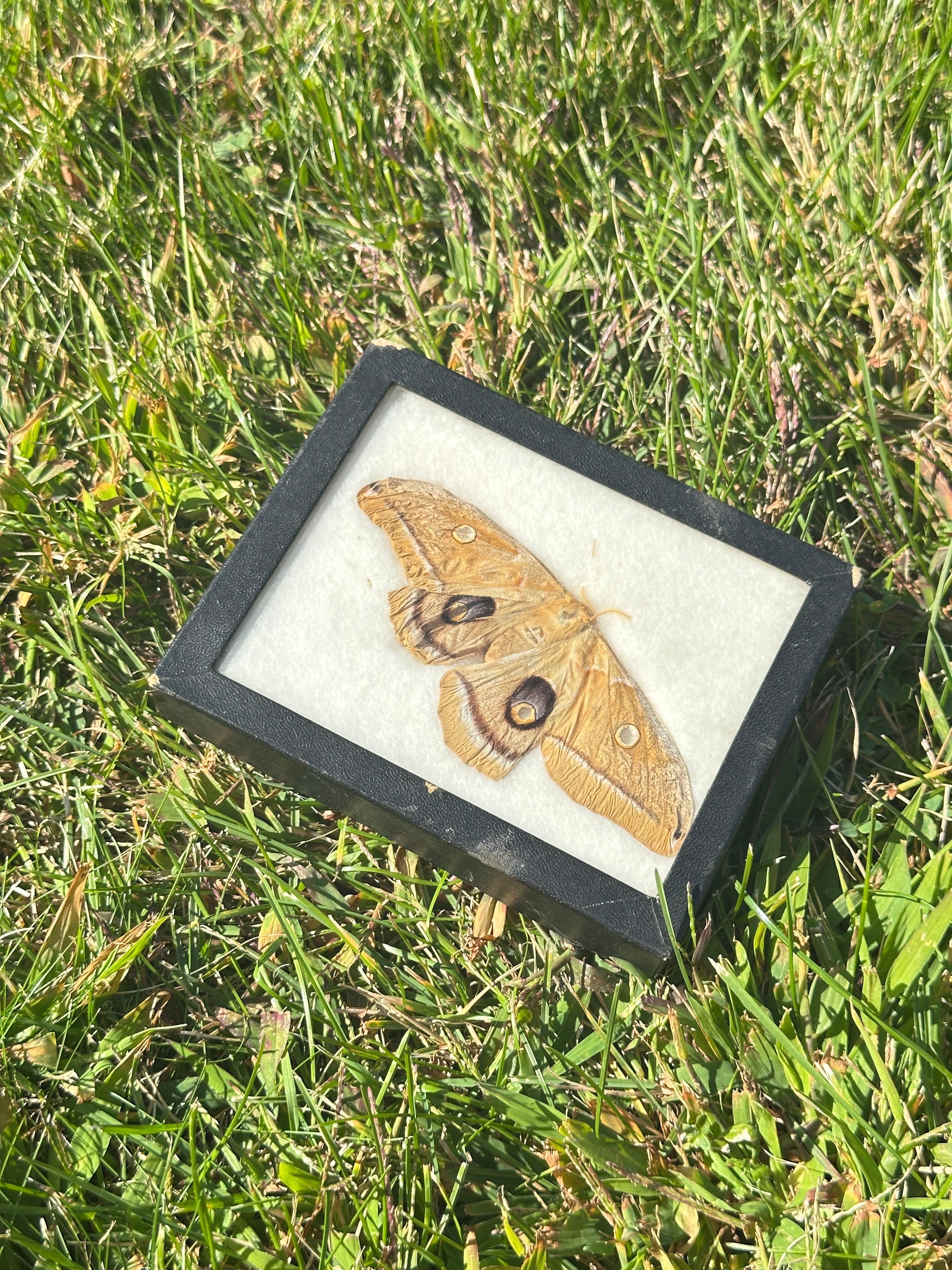 Framed Polyphemus Moth (Antheraea polyphemus) – Natural History / Entomology Display