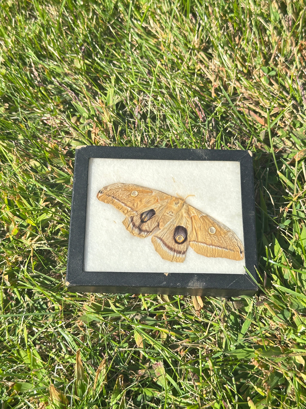 Framed Polyphemus Moth (Antheraea polyphemus) – Natural History / Entomology Display