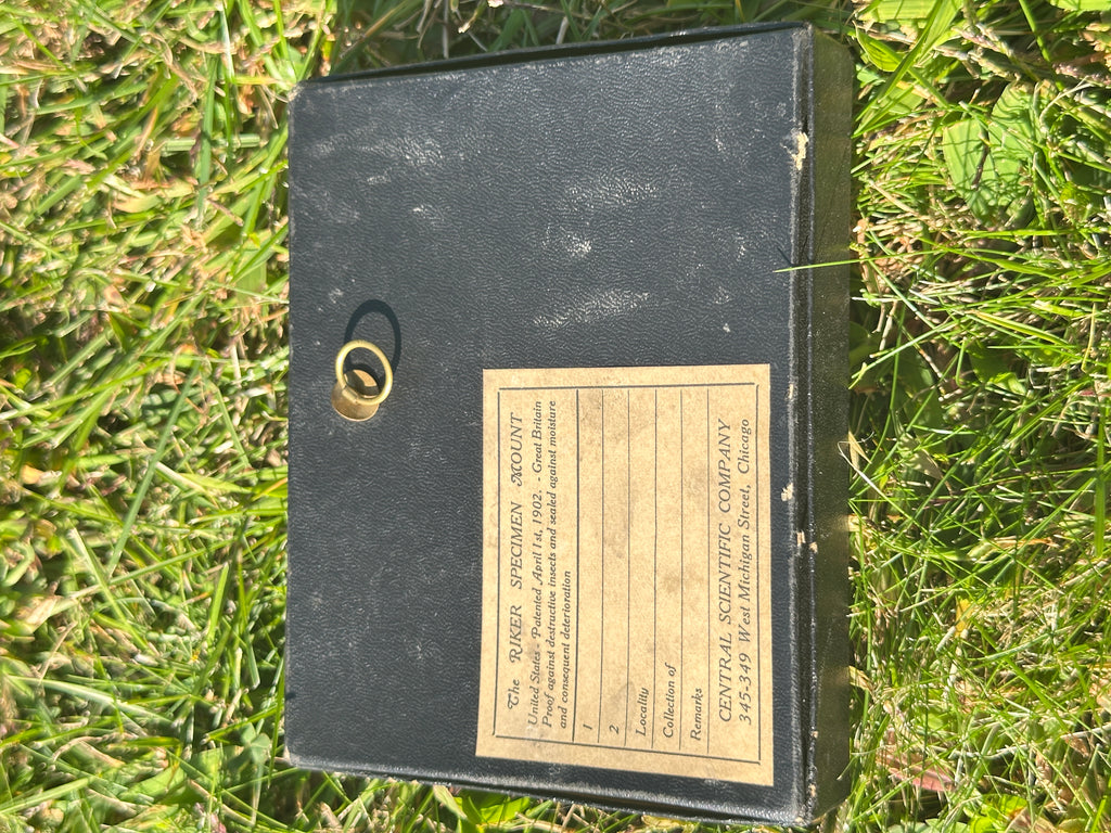 Framed Polyphemus Moth (Antheraea polyphemus) – Natural History / Entomology Display