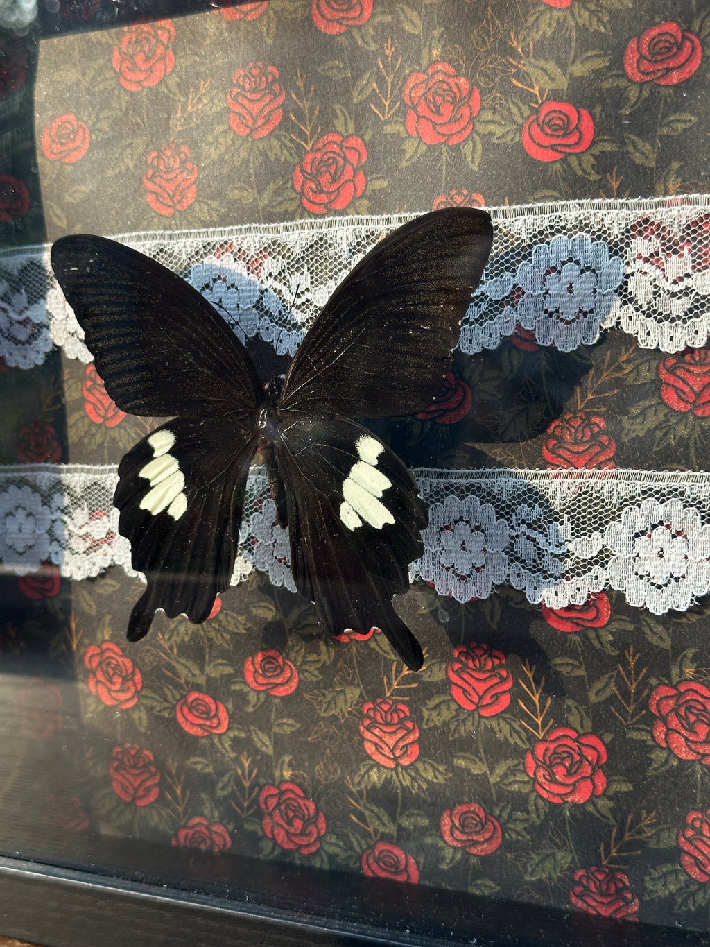 Black Butterfly Shadow Box – Gothic Rose & Lace Background